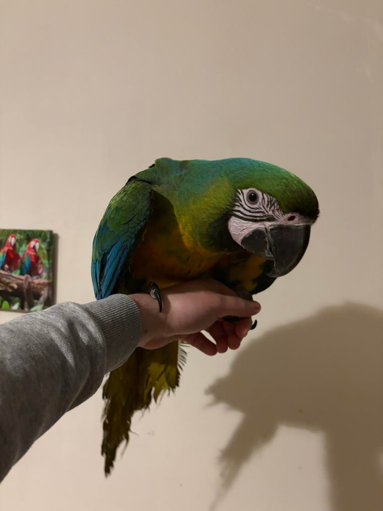 Supertam jong miligold ara, Dieren en Toebehoren, Vogels | Parkieten en Papegaaien, Mannelijk, Papegaai, Pratend