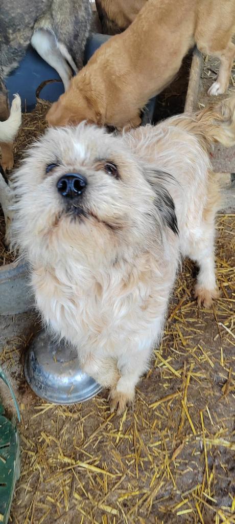 Jody, klein medium teefje gest 9 jaar, Dieren en Toebehoren, Honden | Niet-rashonden, Klein, Teef, Particulier, Eén hond, Buitenland