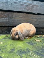 Te koop 2 super lieve konijnen, Dieren en Toebehoren, Konijnen, Meerdere dieren, Middelgroot, Hangoor, 0 tot 2 jaar