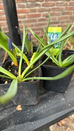 Blauwe en witte druifjes Muscari mix, Ophalen, Overige soorten, Volle zon