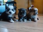 Pomsi pups, Parvo, Overige rassen, 8 tot 15 weken, Meerdere