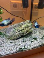 Acara electric blue, Vis