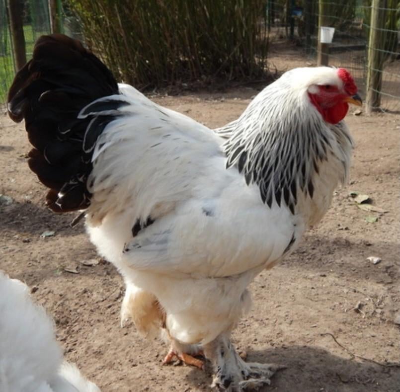 Brahma columbia haan, Dieren en Toebehoren, Pluimvee, Mannelijk, Kip