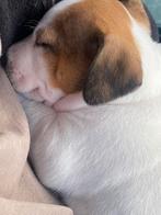 Jack russel pup s  te reserveren, Parvo, Jack Russell Terriër, 8 tot 15 weken, Meerdere