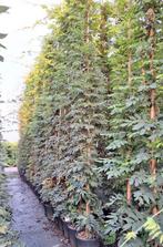Wisteria klimplanten in verschillende maten, Tuin en Terras, Ophalen of Verzenden, Overige soorten, 100 tot 250 cm