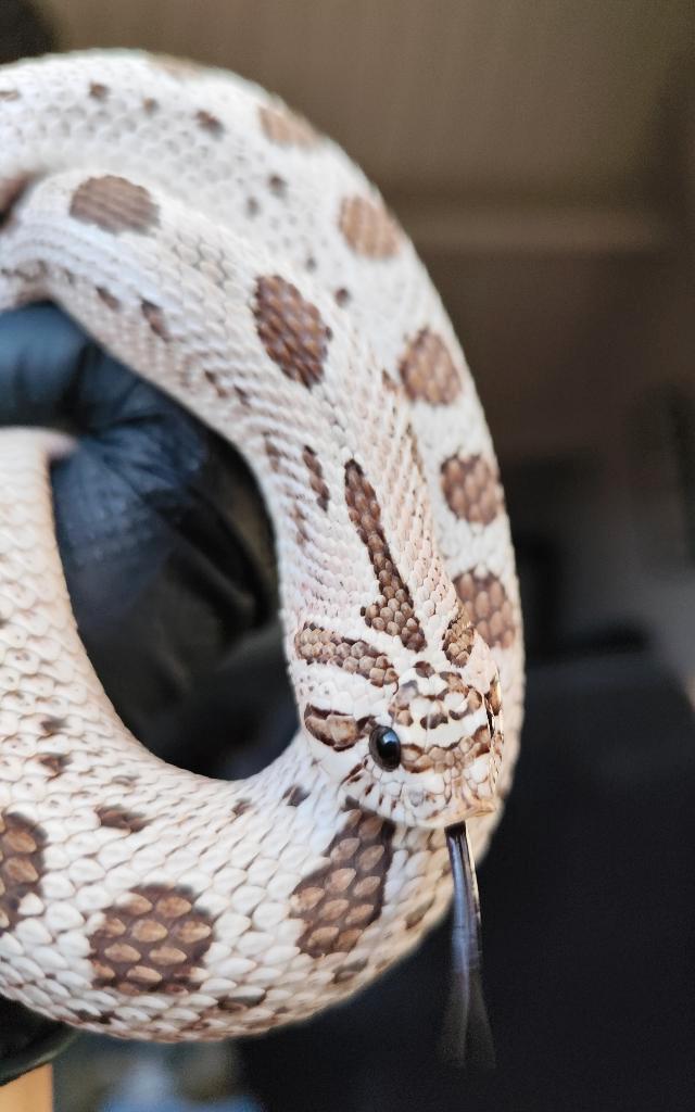 Koppel Heterodon nasicus - Arctic conda het albino+++