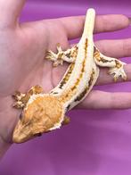 Wimpergekko vrouw tricolor lilly white superstripe, Dieren en Toebehoren, Hagedis, Tam, 0 tot 2 jaar