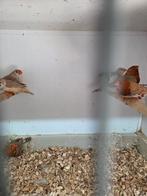 Grote oranje zebravinken, Meerdere dieren