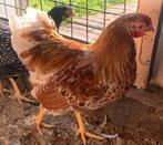 Isa brown (barnevelder) legkippen, Dieren en Toebehoren, Pluimvee, Vrouwelijk, Kip
