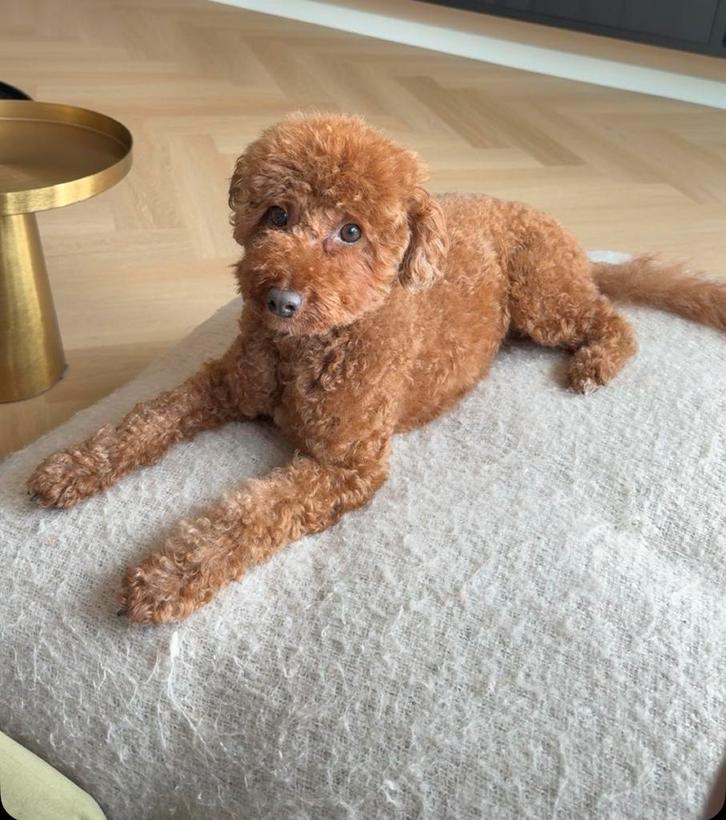 Toy poedel, Dieren en Toebehoren, Honden | Niet-rashonden, Klein, Reu, Particulier, Eén hond, Nederland, 3 tot 5 jaar, CDV (hondenziekte)