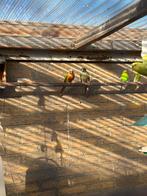 Pyrrhura koppel, Dieren en Toebehoren, Meerdere dieren