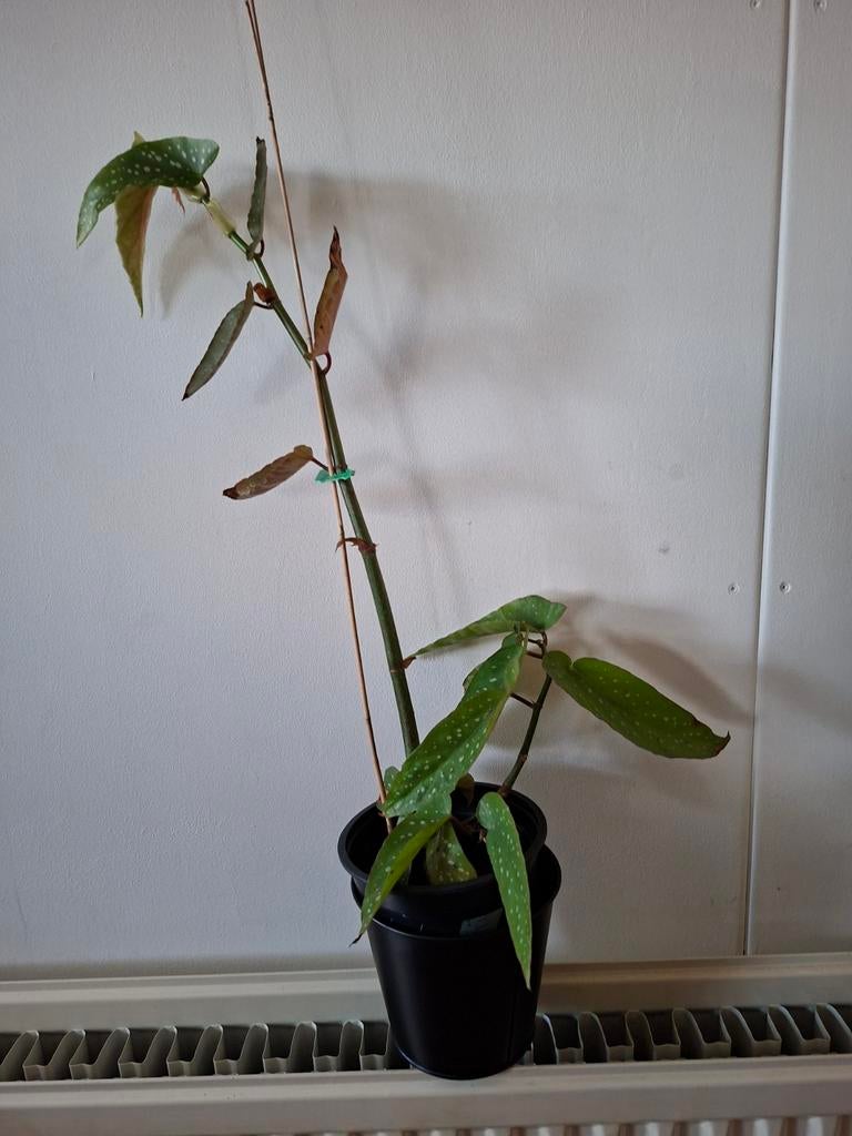 Stippen begonia plant, Ophalen, Halfschaduw, Minder dan 100 cm