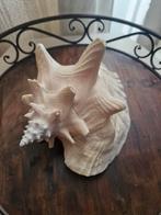 Conch schelp, Ophalen, Zo goed als nieuw
