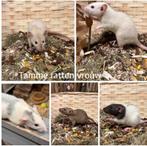 Jonge sociale , tamme ratten ( vrouw, dumbo, van de fokker), Rat, Februari, Vrouwelijk, Tam