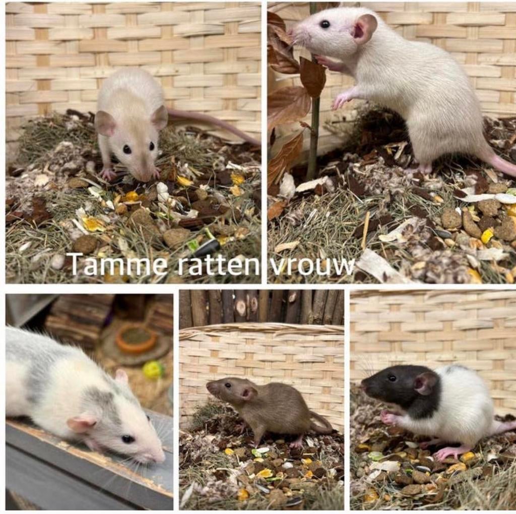 Jonge sociale , tamme ratten ( vrouw, dumbo, van de fokker), Rat, Februari, Vrouwelijk, Tam
