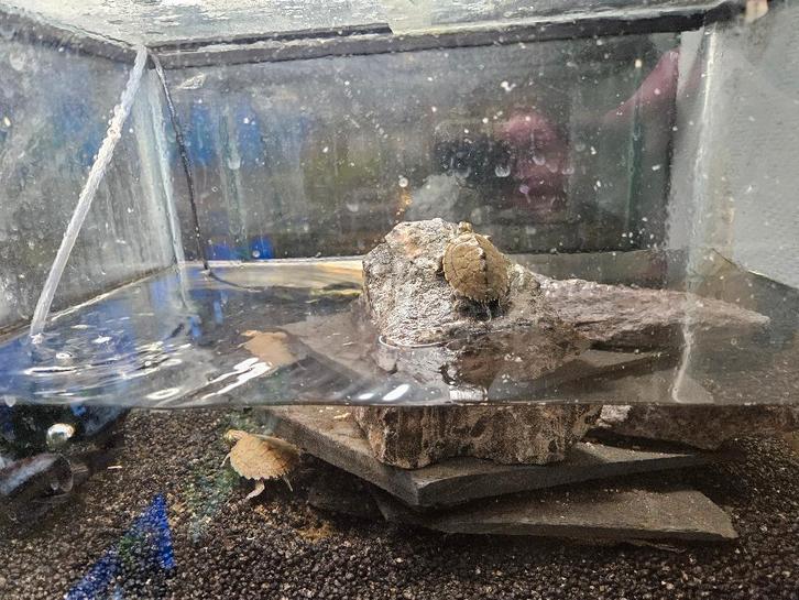 Sternotherus odoratus Muskusschildpad Turtle - unknown for sale from TerShop