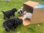 Lieve labradoodle puppies te koop!, Dieren en Toebehoren, 8 tot 15 weken, Parvo, Meerdere, Meerdere dieren