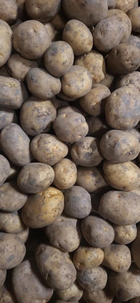 Hermes pootgoed Klasse A – maat 35/45, Diversen, Levensmiddelen, Ophalen