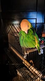 Lieve tamme roestkop caique, Dieren en Toebehoren, Vogels | Hokken en Kooien, Ophalen, Metaal, Vogelkooi