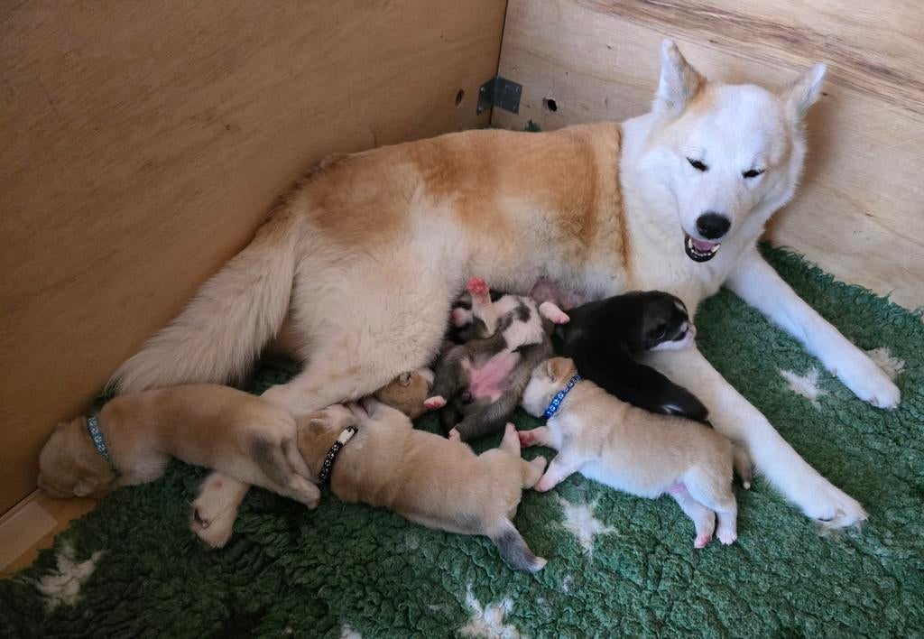 GEBOREN !!! Pups  Alaskan Malamute ..Jap.Akita x Samojeed, Parvo, 8 tot 15 weken, Poolhond, Meerdere