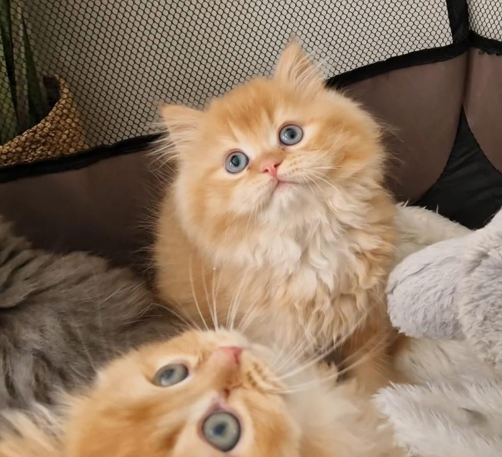 Britse  langhaar kittens katertjes, Dieren en Toebehoren, Katten en Kittens | Raskatten | Langhaar, Kater, Ontwormd