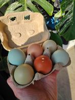 Broedeieren kleur leggers // easter eggers // olijf leggers, Dieren en Toebehoren, Geslacht onbekend, Kip