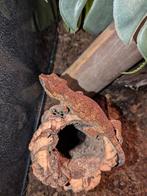 Gargoyle gecko  te koop, Hagedis, 0 tot 2 jaar