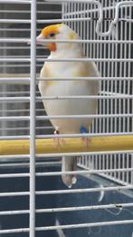 Majoor putters witkap man 2024 prijs 130€, Dieren en Toebehoren, Meerdere dieren, Wildzangvogel