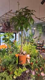 Pachira Aquatica (geldboom), Overige soorten, In pot, 150 tot 200 cm, Groene kamerplant