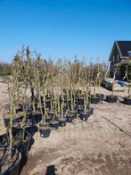 Perenboom Conference in kuip/kist - 8 tot 50 jaar oud, Ophalen of Verzenden, In pot, Perenboom, Lente