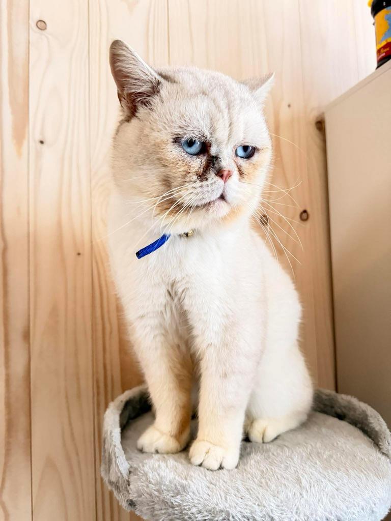 Kater vermist in Tongelre, Eindhoven, Kat