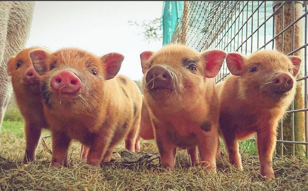 GEZOCHT: 2 mini varkentjes, Dieren en Toebehoren, Schapen, Geiten en Varkens, Meerdere dieren, Varken