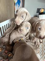 Weimaraner pups, België, Particulier, Overige rassen, 8 tot 15 weken