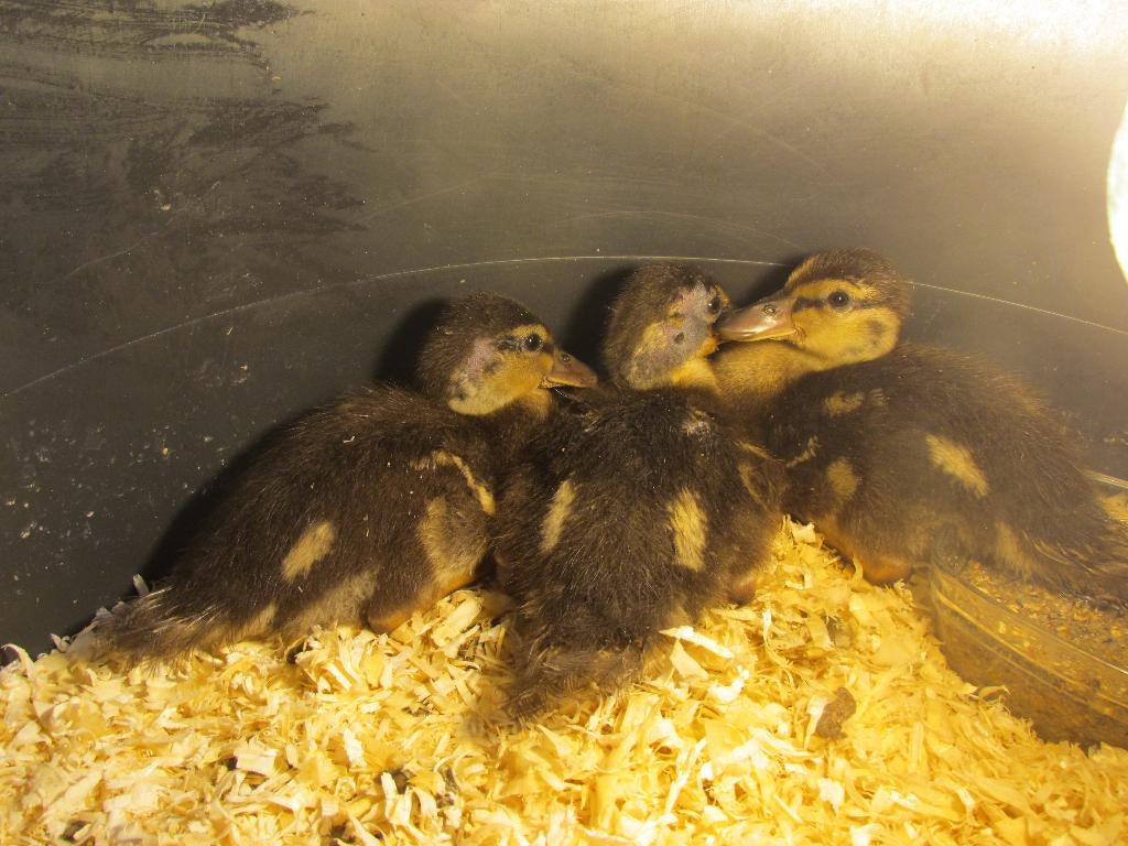 Kwakertjes/ eendjes, Dieren en Toebehoren, Meerdere dieren, Eend