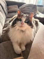 2 ragdoll herplaatsers voor het juiste huisje!, Poes