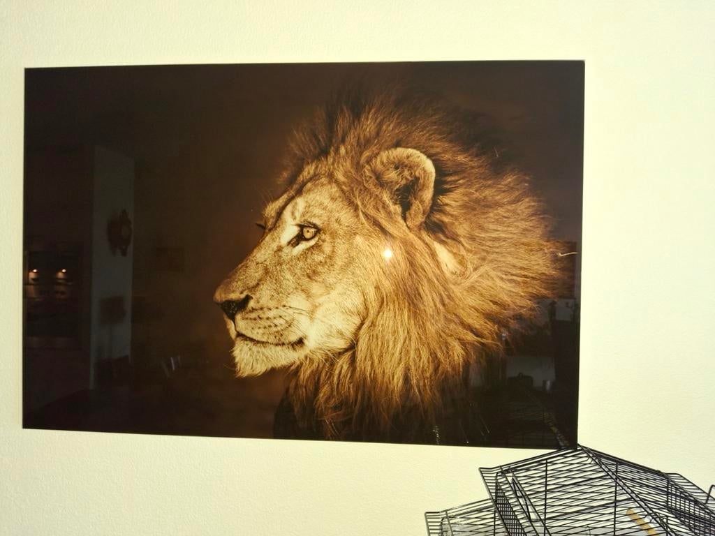Leeuwenhoofd op glas, Ophalen of Verzenden, Schilderij, 75 cm of meer