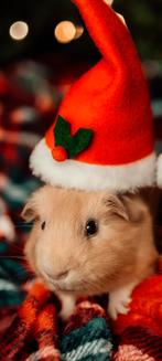 Cavia mannetje, half jaar, Dieren en Toebehoren, Cavia, Mannelijk, Tam, September