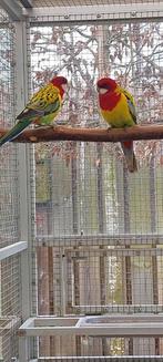 Goudmantel rosella's, Mannelijk, Parkiet, Geringd