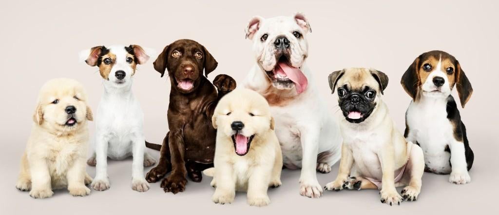 Ervaren hondenoppas biedt structurele opvang in Den Haag, Diensten en Vakmensen, Dieren | Honden | Verzorging, Oppas en Les, Pension of Dagopvang