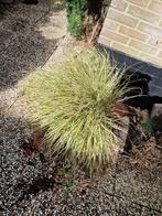 Gratis op te halen siergras, Tuin en Terras, Planten | Tuinplanten, Ophalen, Volle zon, Vaste plant, Siergrassen