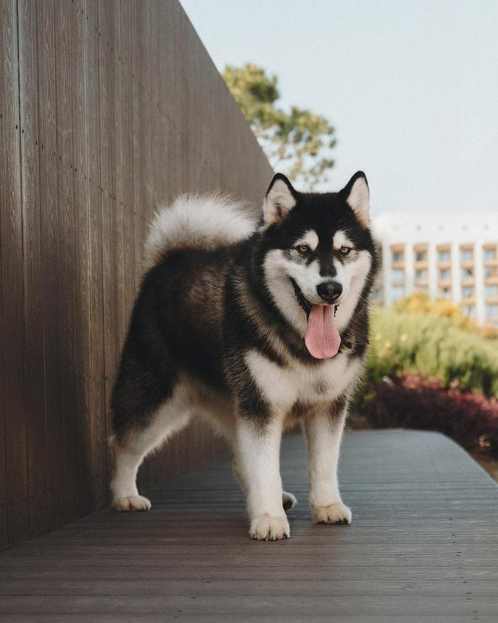 Coco, Dieren en Toebehoren, Honden | Poolhonden, Keeshonden en Oertypen, Teef, Poolhond, Particulier, Eén hond, Buitenland, 6 jaar of ouder