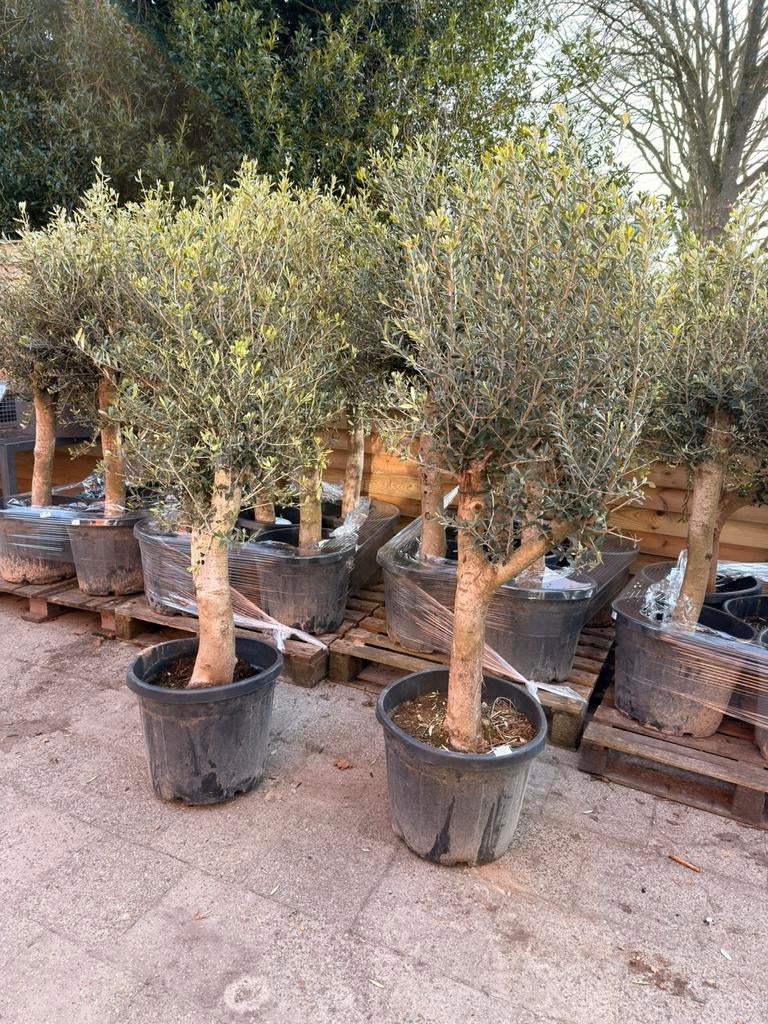 Olijfboom aanbieding., Volle zon, Ophalen of Verzenden, 100 tot 250 cm, Olijfboom