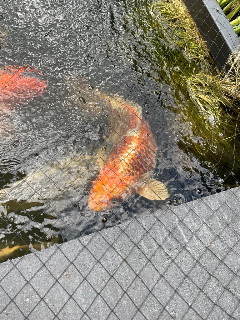 Aka Matsuba Japanse koi, Dieren en Toebehoren, Karper of Koi