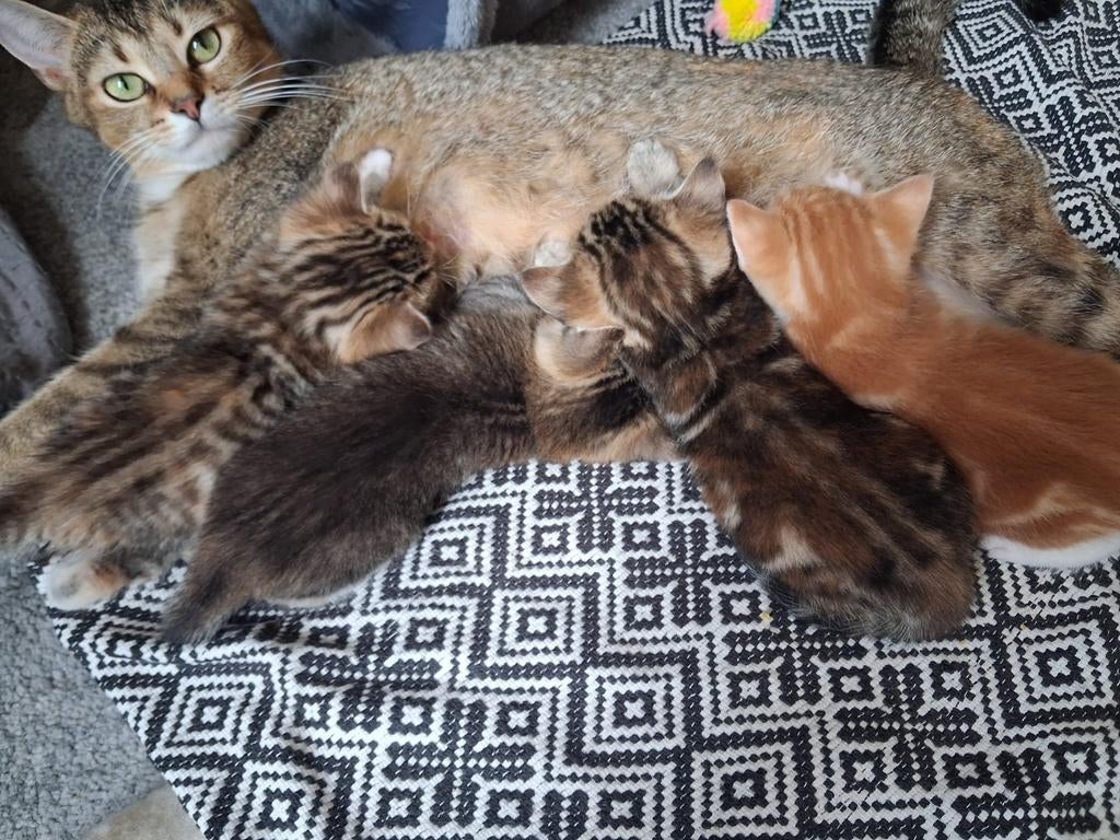 Lieve kittens te koop, Poes