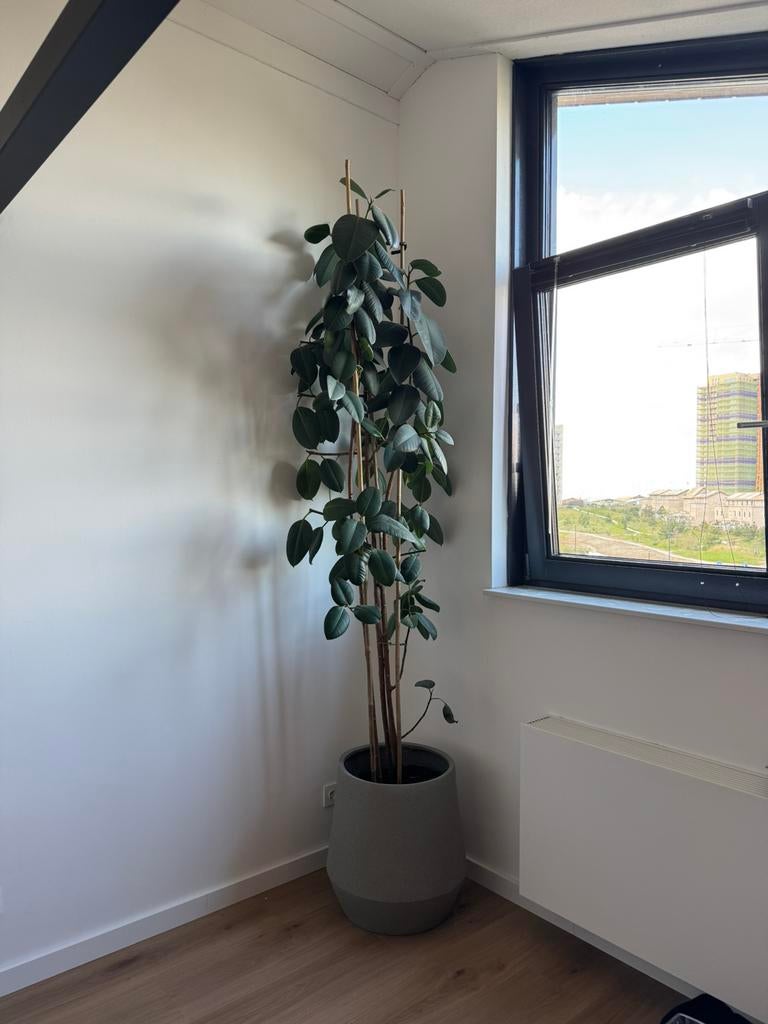 Grote Ficus elastica robusta rubberplant met pot 280cm hoog, Ophalen, Ficus, Halfschaduw
