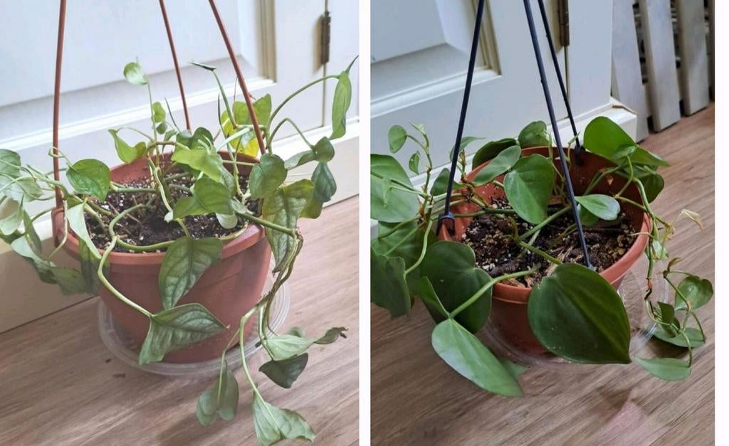 2 hangplanten voor €10 Philodendron Scandens Ophalen, Ophalen, Overige soorten, Halfschaduw, In pot
