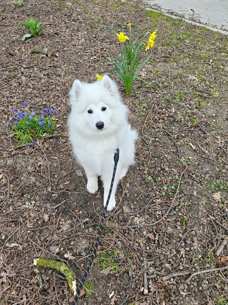 Samojeed puppy ( 5 maanden), Dieren en Toebehoren, 15 weken tot 1 jaar, Reu, Poolhond, Parvo