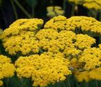 Duizendblad (gemengd), Tuin en Terras, Planten | Tuinplanten, Ophalen, Zomer, Overige soorten, Volle zon
