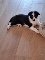 border collie pup, Parvo, 8 tot 15 weken, Teef, Collie