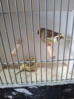 3 koppel glosters Mooi formaat, Meerdere dieren, Kleurkanarie